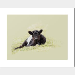 Belted Galloway Calf Posters and Art